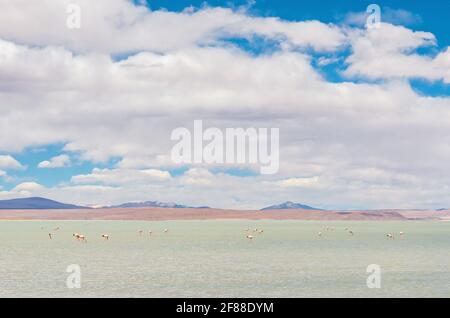 Colonie de James Flamingo (Phoenicarrus jamesi) dans la lagune de Chalviri, réserve nationale Eduardo Avaroa, Uyuni, Bolivie. Banque D'Images