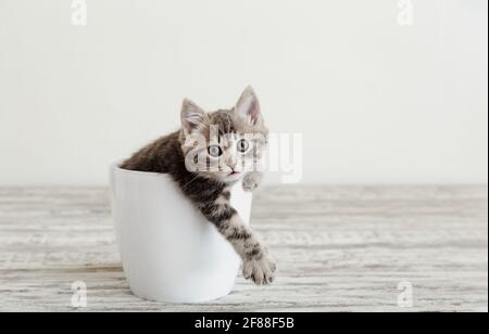 Le chaton gris tabby assis dans le pot de fleur blanc garde la patte de pied dehors. Portrait d'adorable chaton douilleux avec patte. Beau chat sur blanc Banque D'Images