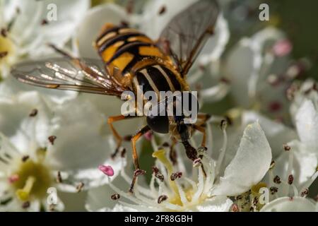 Gros plan, tête sur le détail d'une mouche volent de couleur vive (Syrphus ribesii) se nourrissant sur des fleurs de BlackBerry (Rubus fruticosus) - montrant les parties de la bouche. Banque D'Images