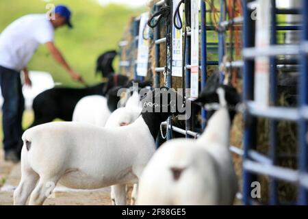 salvador, bahia / brésil - 2 décembre 2016: L'élevage de moutons est vu dans le parc d'expositions de Salvador City pendant l'exposition agricole. *** Capti local Banque D'Images