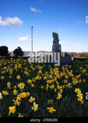 Jonquilles et cyclistes sur l'A24 près de Dorking Banque D'Images