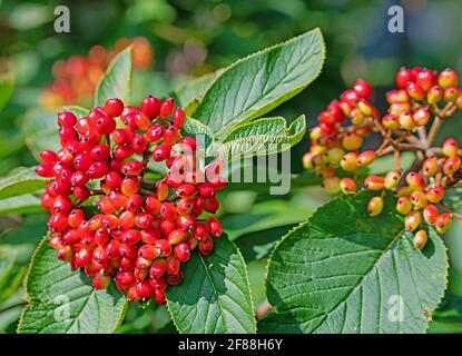 Fruits de la boule de neige laineux, Viburnum lantana Banque D'Images