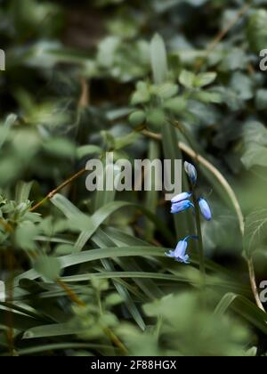 Image rapprochée des fleurs bluebell émergeant de leurs bourgeons sur un fond verdant de sous-croissance déconcentrée. Banque D'Images