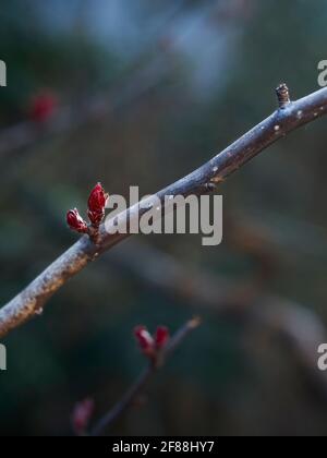 Une branche de cerisier avec deux petites bourgeons rouges profonds qui éclate à mesure que l'arbre retourne à la vie. Une autre branche derrière semble refléter la première. Banque D'Images