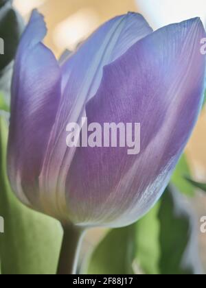 Une tête de fleur de tulipe violet clair en gros plan extrême, remplissant le cadre. La lumière du soleil provenant d'une fenêtre voisine se filtre à travers les pétales pour donner une lumière fraîche Banque D'Images
