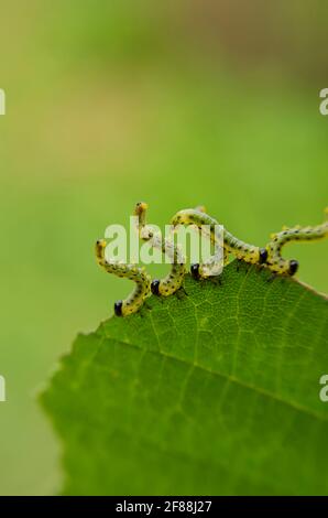 Cinq chenilles de la famille Geometridae mangent un noisette vert feuille sur un arrière-plan flou Banque D'Images