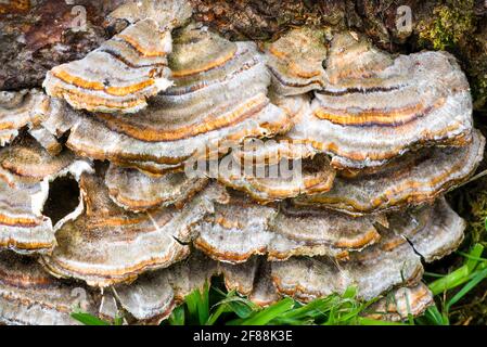 Gros plan extrême du champignon poussant à la base d'un arbre Banque D'Images