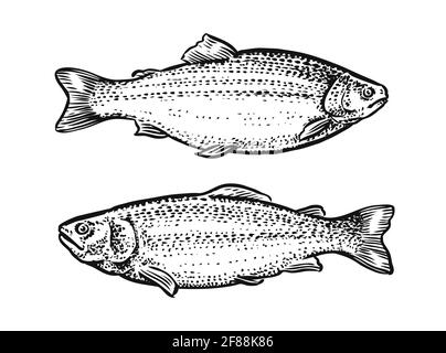 Esquisse de poisson. Illustration vectorielle dessinée à la main de truite, saumon isolé sur fond blanc Illustration de Vecteur