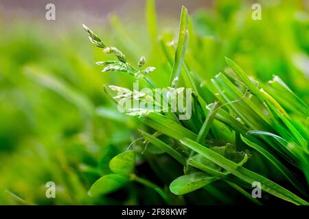 Gros plan de l'herbe verte fraîche au printemps Banque D'Images