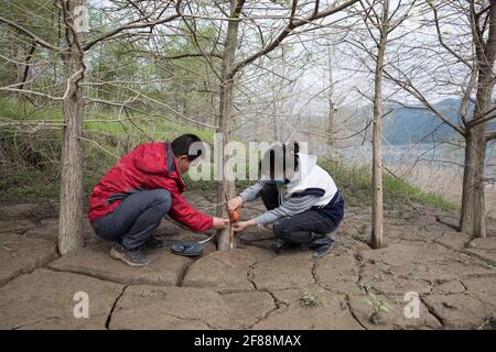 (210412) -- ZHONGXIAN, 12 avril 2021 (Xinhua) -- des chercheurs mesurent la croissance de la végétation à un point d'échantillonnage dans le comté de Zhongxian, dans le sud-ouest de la Chine, Chongqing, 11 avril 2021. Le projet des trois Gorges est un vaste système multi-fonctionnel de contrôle de l'eau sur la rivière Yangtze, la plus longue voie navigable de Chine, avec un barrage de 2,309 mètres de long et de 185 mètres de haut. Les niveaux d'eau de la zone du réservoir fluctuent inévitablement sur un cycle annuel de décharge-stockage entre 145m et 175m au barrage. La zone de fluctuation du niveau de l'eau rencontre également des problèmes écologiques, notamment l'érosion des sols et l'absence de point Banque D'Images