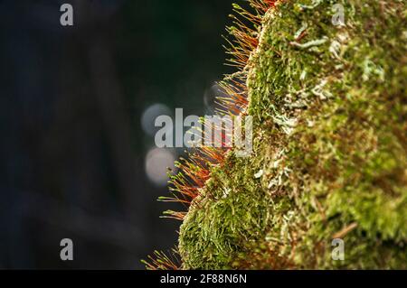 Image HDR macro à 3 prises de vue de tiges rouges de mousse avec sporophyte vert dans la forêt de Galloway, en Écosse. 22 septembre 2012 Banque D'Images