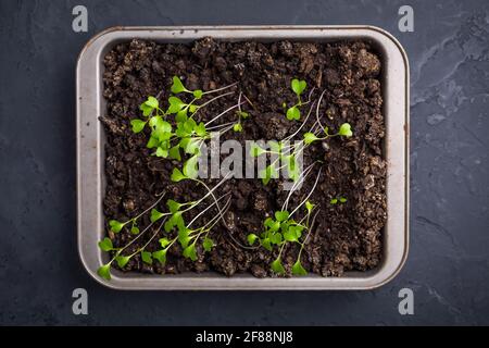 Petites plantules de leggy poussant dans le plateau de culture Banque D'Images