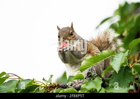 Écureuil mangeant des cerises déchirées dans le jardin de l'arrière-cour. Banque D'Images