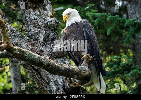 Aigle à tête blanche perché dans un arbre au-dessus d'un lac dans un parc national Banque D'Images