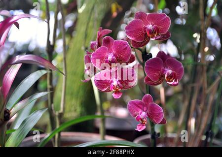 Belles fleurs d'orchidées orientales dans un jardin tropical d'été. Banque D'Images