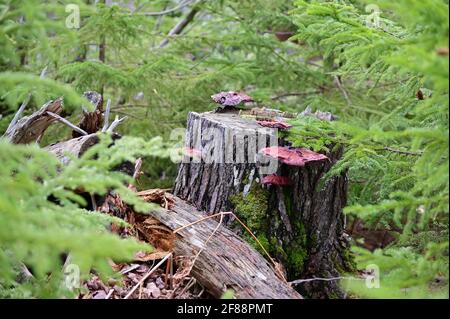 Cathedral Grove, forêt ancienne île de Vancouver, Colombie-Britannique Canada Banque D'Images