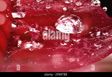 Gros plan, macro forte, de feuille rouge de poinsettia, Euphorbia pulcherrima, avec des gouttes de rosée le matin Banque D'Images