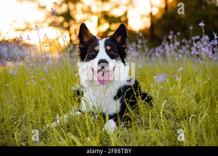 Border collie appréciant un champ avec des fleurs violettes, portrait d'un chien formé Banque D'Images