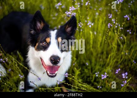 Border collie appréciant un champ avec des fleurs violettes, portrait d'un chien formé Banque D'Images