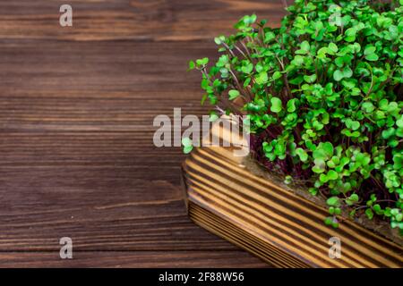 Microgreens de chou rouge cultivé à la maison sur une planche à découper sur une table en bois. Le concept de la bonne nourriture végétalienne. Banque D'Images