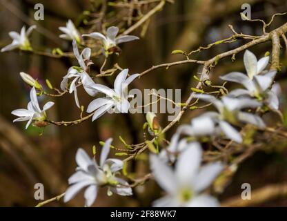 Magnolia Wadas la mémoire fleurit au début du soleil de printemps Banque D'Images