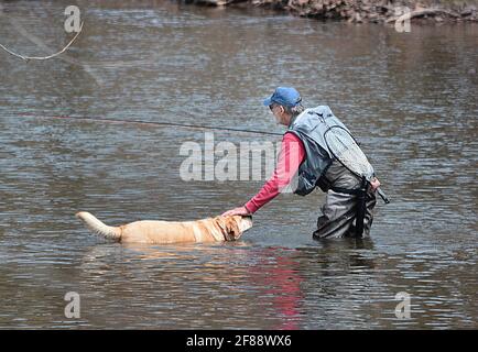 Pêche à la truite sur 'Fishing Creek', Benton, Pennsylvanie, États-Unis Banque D'Images