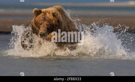 Ours brun Kodiak dans le parc national de Katmai, Alaska, États-Unis Banque D'Images