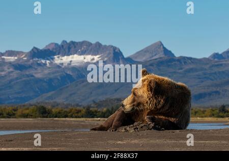 Ours brun Kodiak dans le parc national de Katmai, Alaska, États-Unis Banque D'Images