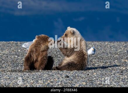 Ours brun Kodiak dans le parc national de Katmai, Alaska, États-Unis Banque D'Images