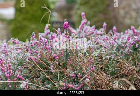 Gros plan sur le gel glacé recouvert de bleu méditerranéen chiné erica x darleyensis dans le jardin pendant l'hiver avec de la glace Banque D'Images