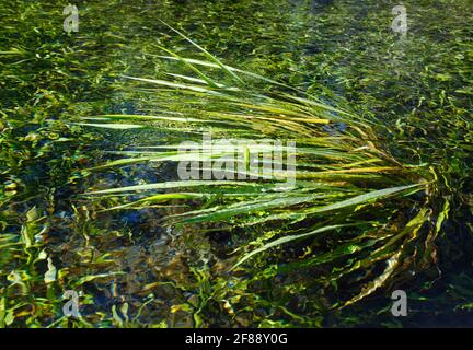 Végétation sous-marine, balancement, mouvement, tiré d'un côté, eau claire, nature, vert, parc national d'Ichetucknee Springs, Floride, fort White, FL, sprin Banque D'Images