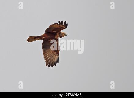 Marais-harrier de l'est (Circus spilonotus spilonotus) le premier mâle d'hiver en vol Ang Trapaeng Thmor, Cambodge Janvier Banque D'Images