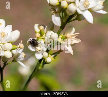 Coléoptère à roses tachetées blanches ('Oxythyrea funesta') mangeant de la fleur d'oranger à Valence, en Espagne Banque D'Images