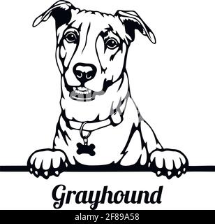 Chien de chasse Greyhound - tête isolée sur blanc Illustration de Vecteur