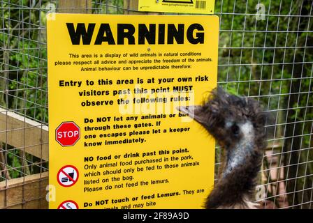 Photographie d'animal humoristique. EMU apparemment en train de lire le panneau d'avertissement au South Lakes Safari Zoo, Cumbria, Royaume-Uni. Curieux oiseau. Liberté de mouvement dans les espaces publics Banque D'Images