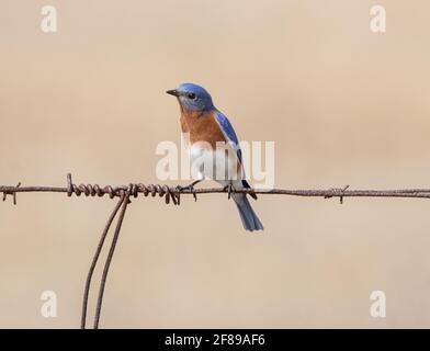 Un Bluebird de l'est (Sialia sialis) perçant sur une clôture en fil de fer Banque D'Images