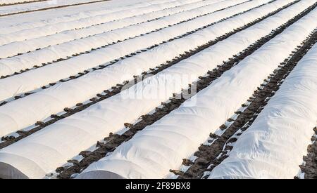 Plantation de pommes de terre de ferme abritée de tissus agricoles non tissés spunbond. Effet de serre. . Utilisation de matériaux technologiques innovants dans Banque D'Images