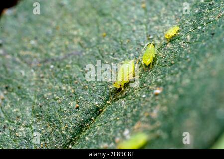 Pucerons sur la feuille. Mise au point sélective utilisée. Ce sont les insectes nuisibles de diverses cultures agricoles qui endommagent le feuillage et les graines. Banque D'Images