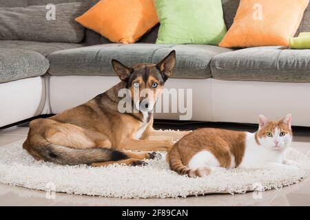 Chat dans un salon Banque D'Images