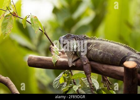 Un iguana vert couché sur un tronc d'arbre avec un arrière-plan flou. Banque D'Images