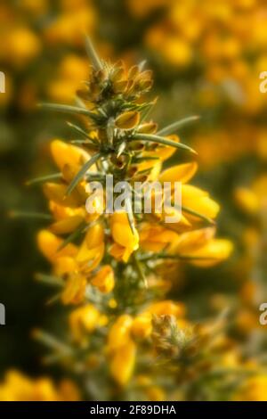 Arbuste Gorse à fleur jaune, Ulex europaeus, en gros plan montrant la structure des fleurs et la texture des plantes Banque D'Images