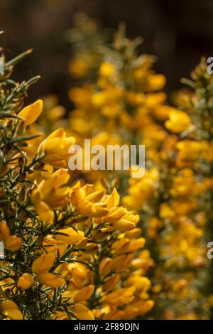 Arbuste Gorse à fleur jaune, Ulex europaeus, en gros plan montrant la structure des fleurs et la texture des plantes Banque D'Images