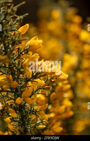 Arbuste Gorse à fleur jaune, Ulex europaeus, en gros plan montrant la structure des fleurs et la texture des plantes Banque D'Images