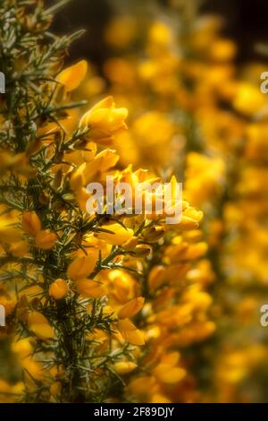 Arbuste Gorse à fleur jaune, Ulex europaeus, en gros plan montrant la structure des fleurs et la texture des plantes Banque D'Images