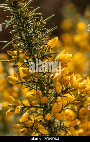 Arbuste Gorse à fleur jaune, Ulex europaeus, en gros plan montrant la structure des fleurs et la texture des plantes Banque D'Images