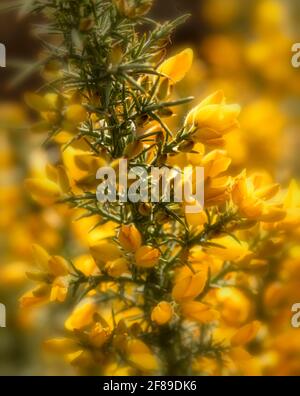 Arbuste Gorse à fleur jaune, Ulex europaeus, en gros plan montrant la structure des fleurs et la texture des plantes Banque D'Images