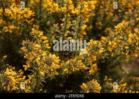 Arbuste Gorse à fleur jaune, Ulex europaeus, en gros plan montrant la structure des fleurs et la texture des plantes Banque D'Images