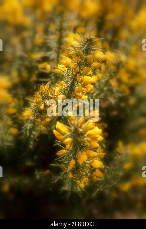 Arbuste Gorse à fleur jaune, Ulex europaeus, en gros plan montrant la structure des fleurs et la texture des plantes Banque D'Images