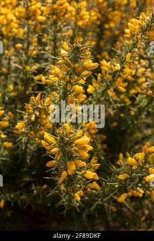 Arbuste Gorse à fleur jaune, Ulex europaeus, en gros plan montrant la structure des fleurs et la texture des plantes Banque D'Images