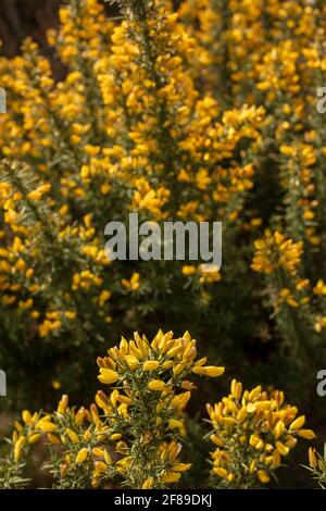 Arbuste Gorse à fleur jaune, Ulex europaeus, en gros plan montrant la structure des fleurs et la texture des plantes Banque D'Images